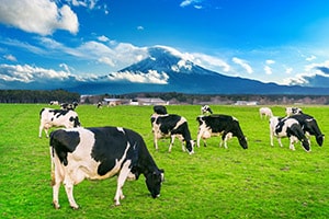 Vacas comiendo hierba exuberante en el campo verde frente a la montaña